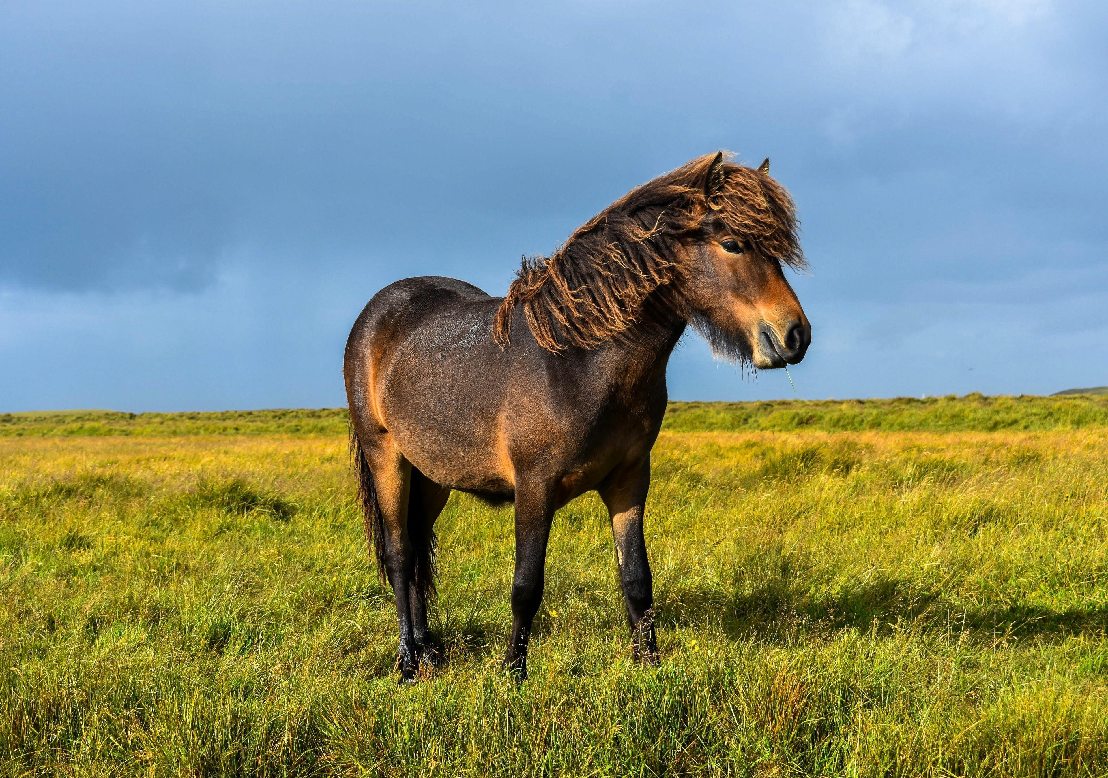 Best of Shetland Islands with Scotland - background banner